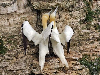 Gannets