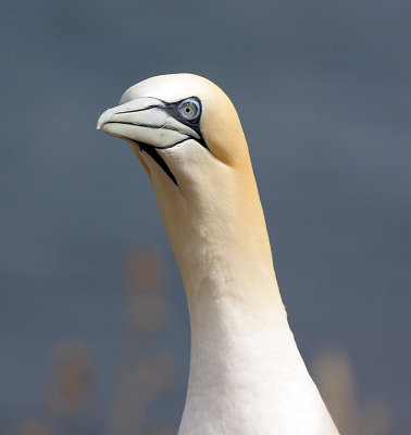 Gannet