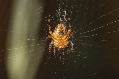 Young Garden Spider