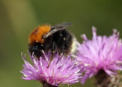 Bumblebee  Bombus hypnorum 