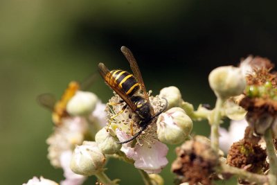 Wasp Median