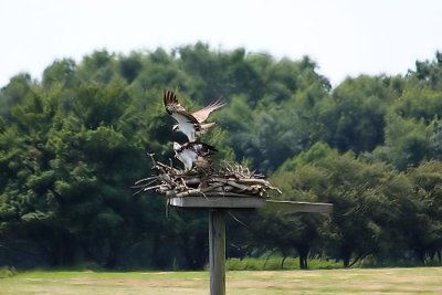 Ospreys