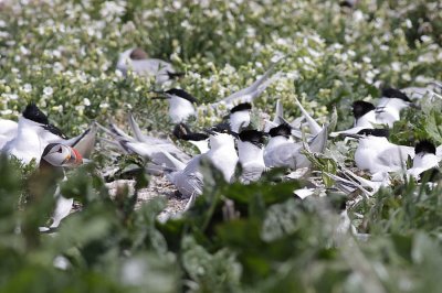 Sandwich Terns