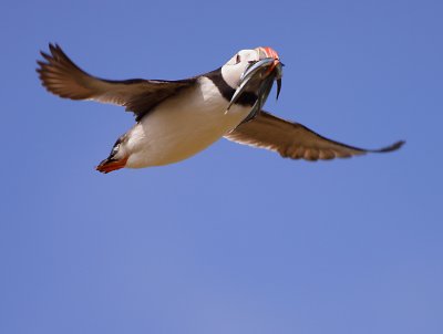 Puffin Overhead