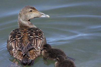 Female Eider Duck