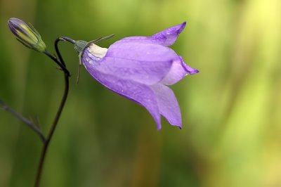 Harebell