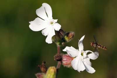 White Campion