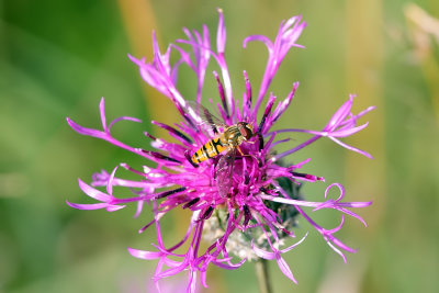 Greater Knapweed