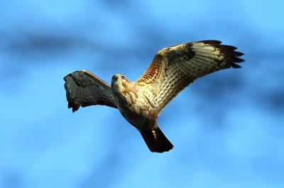 Juvenile Buzzard