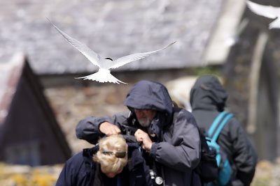 Attack Tern