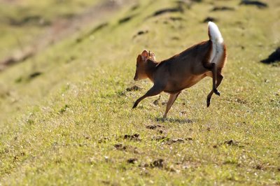 Muntjac Deer Male