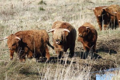 Scottish Highland Herd