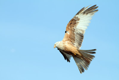 White Kite Leucistic