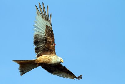 White Kite Leucistic