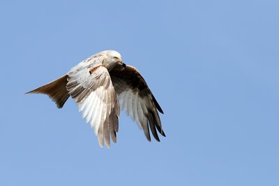 White Kite Leucistic