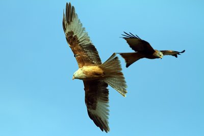 Red Kites