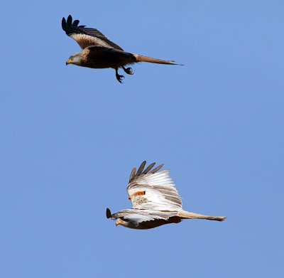 Red Kite White Kite