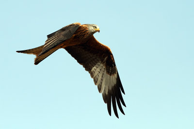 Red Kite