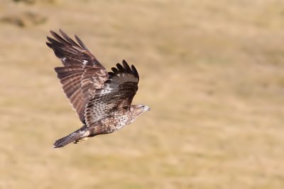 Buzzard