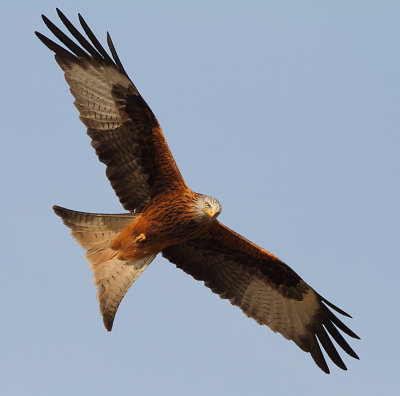 Red Kite in your Face