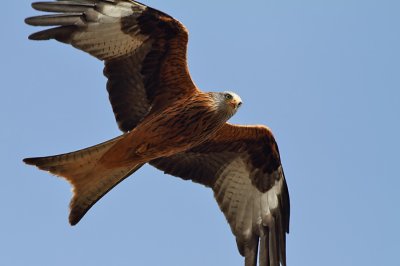 Red Kite up Close