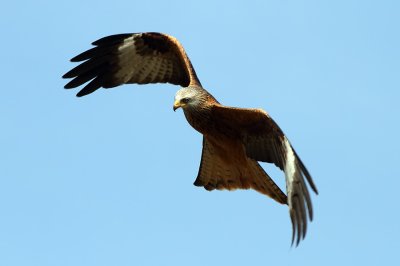 Red Kite