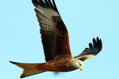 Red Kite