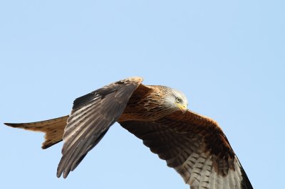 Red Kite