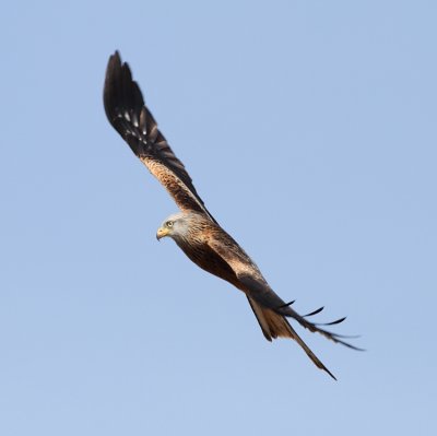 Red Kite