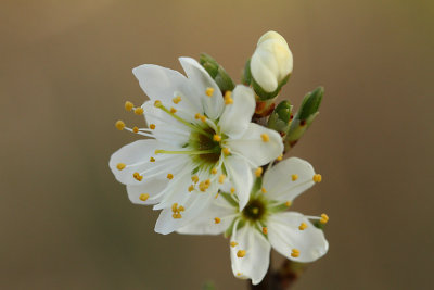 Blackthorn Flower