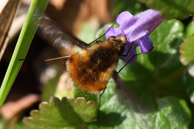Bee Fly on Ground Ivy