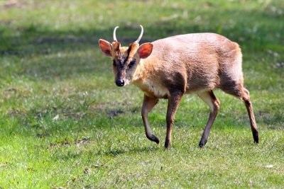 Muntjac Deer Young Male 