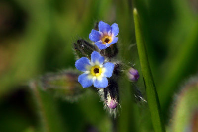 Field forget-me--not