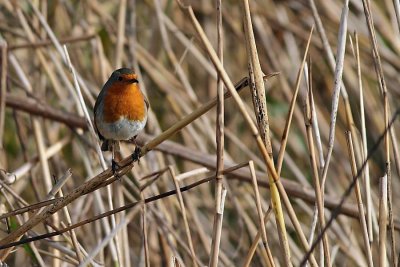 Robin on Reeds