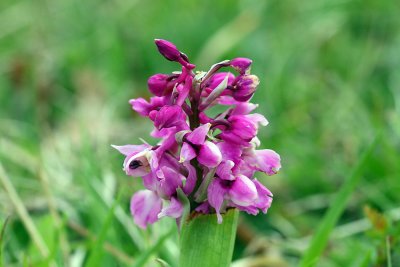 Early Purple Orchid