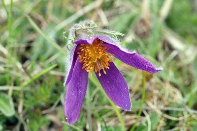 Pasqueflower