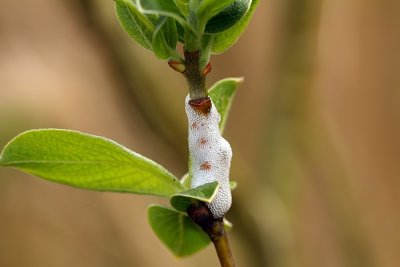 Cuckoo Spit