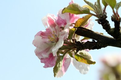  Apple Blossom
