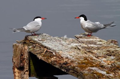 Seabirds