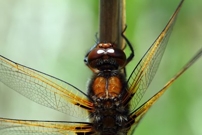 Immature Male Scarce Chaser