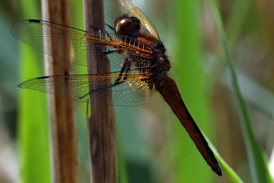 Immature Male Scarce Chaser