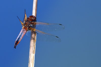 Scarce Chaser Male