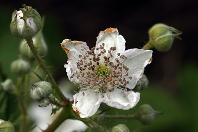Bramble White Flower