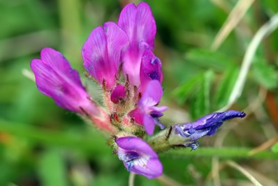 Purple Milk-vetch