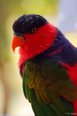 parrot.jpg