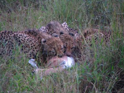 Hungry Jackson cubs in Nyathi.JPG