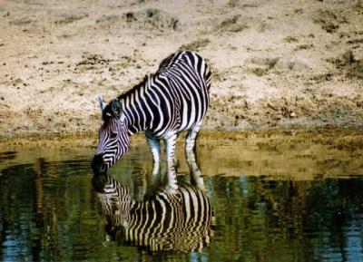 Zebra at Dam.jpg