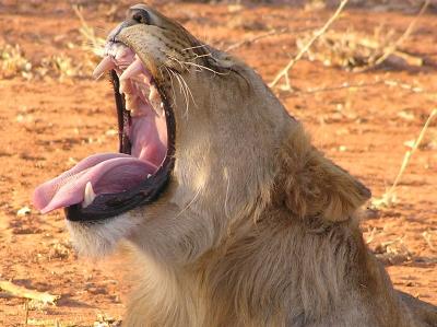 cub yawn.JPG