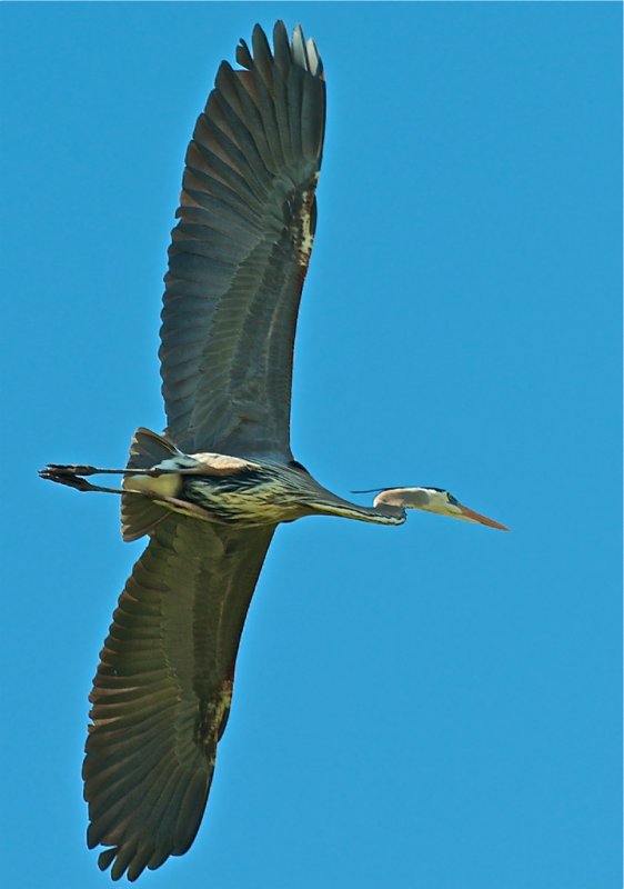 Great Blue Heron in flight