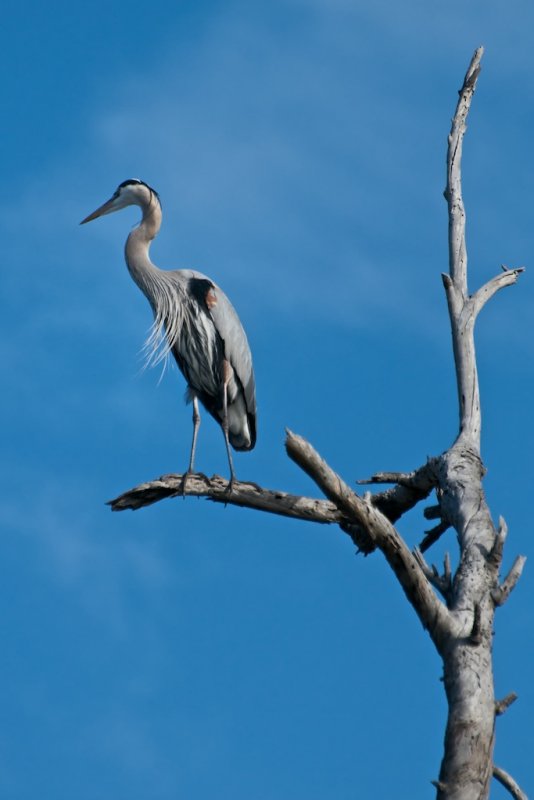 Great Blue Heron